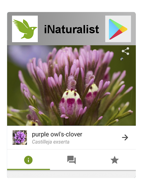 iNaturalist in Google Play