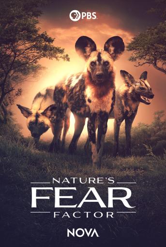 Movie Poster-Three wild dogs in nature
